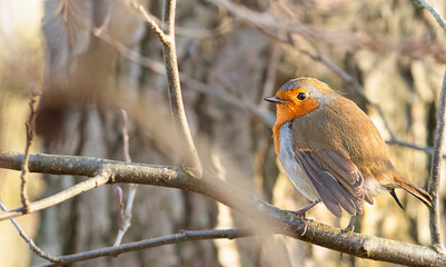 robin bird sitting on a tree branch in the woods in spring
