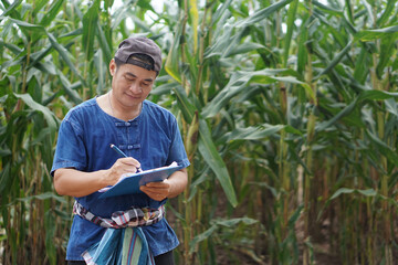 Asian man farmer is in maize garden, wears cap,blue shirt,write on paper clipboard, inspects growth...