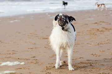 Dog with a muzzle howls on a beach