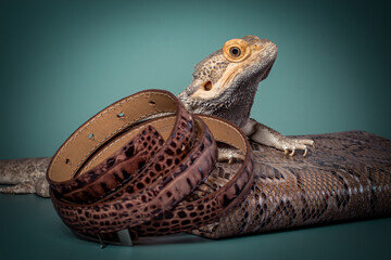 The lizard looks unkindly and with condemnation at reptile leather products. The skin of crocodiles...