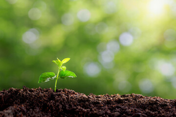 small tree planted with sunrise green earth and earth day concept. a planted tree seedling, green bokeh background, forest conservation concept.Environment, Young green plant growing at sunlight.