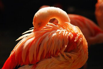 Pink Flamingo cranes its neck backwards to prune the beautiful feathers