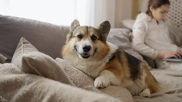 close up funny sleepy corgy dog lying on couch close to his woman master working with laptop. lovely welsh corgi breed dog pet at home