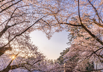 Obraz premium 弘前公園の桜