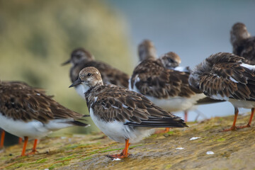 Ruddy turnstone with the flock of birds on the mossy green rock.