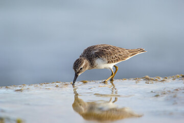 Immature Spotted sandpiper foraging on the green mossy rock.