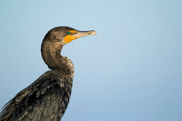 Portrait of a cormorant on the blue sky background in a sunny day.