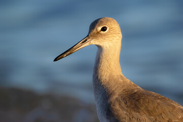 Bird Willet near the water in morning warm light.