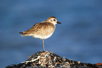 Black-bellied plower with light feathers balancing on one leg on the rock.