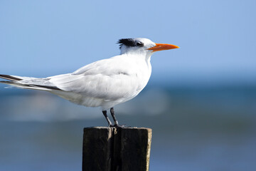 Handsome Royal tern on the wooden pole at the ocean coast.