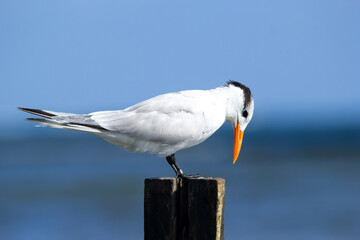 Handsome Royal tern on the wooden pole at the ocean coast.