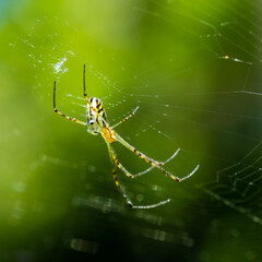 A garden orb weaver in the web
