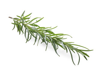 Fresh green rosemary isolated on white. Aromatic herb