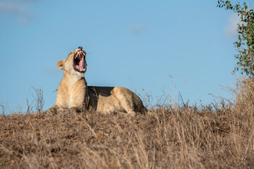 Obraz premium lion