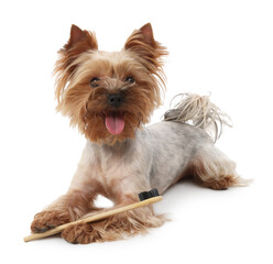 Cute Yorkshire Terrier with toothbrush on white background