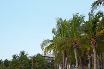Fototapeta na wymiar Beautiful palm trees with green leaves under clear sky