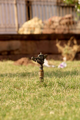 Water Sprinkler in the Garden.