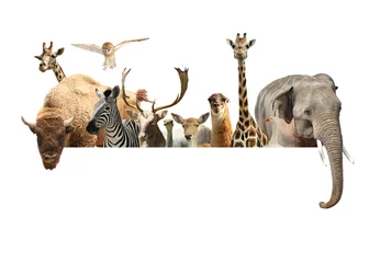 Group of different wild animals standing behind banner on white background, collage © New Africa