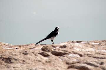 White Browed Wagtail Bird Sitting on the Rock.