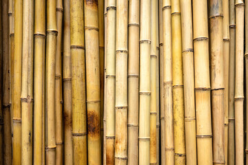 Full-surface background of dry, yellow-beige bamboo sticks placed vertically next to each other. Texture of bamboo wood