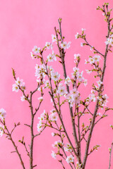 桜　啓翁桜　ピンク色の背景
