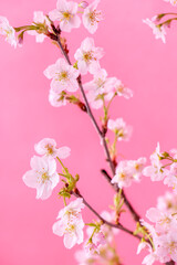 Fototapeta na wymiar 桜　啓翁桜　ピンク色の背景