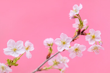 桜　啓翁桜　ピンク色の背景