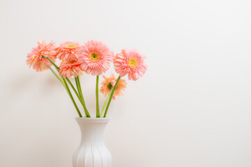 Gerbera flower in pink color