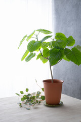 フィカス・ウンベラータのある部屋　