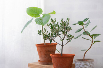 観葉植物のある部屋