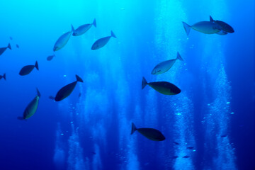 Obraz premium flock of fish diving bubbles blue background abstract nature