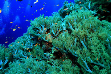coral reef wallpaper background ocean tropical ecosystem underwater