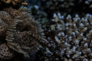 coral reef wallpaper background ocean tropical ecosystem underwater