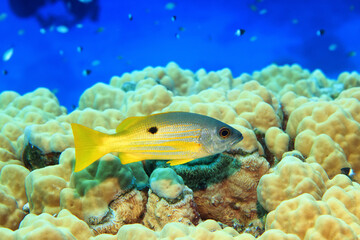 grouper underwater photo, fish diving nature wildlife