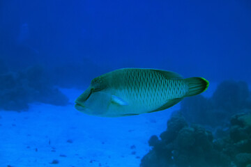 tropical fish on a coral reef underwater wildlife