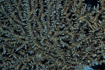 texture coral underwater reef background sea