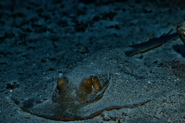 blue-spotted stingray underwater coral tropical fish