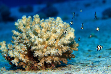 small fish on a coral reef underwater wildlife