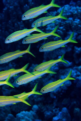 flock of fish goatfish underwater background