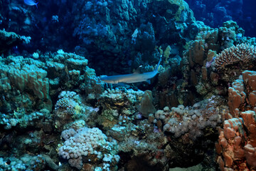 coral reef wallpaper background ocean tropical ecosystem underwater