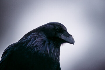 Fototapeta premium raven