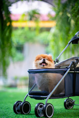 A small furry Pomeranian is sitting on a stroller looking at the beautifully decorated cafe-like garden.
