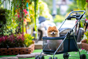 A small furry Pomeranian is sitting on a stroller looking at the beautifully decorated cafe-like garden.