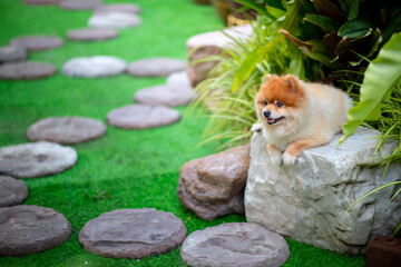 A small brown Pomeranian is lying on a rock for people to sit in a garden that is beautifully arranged like a café.