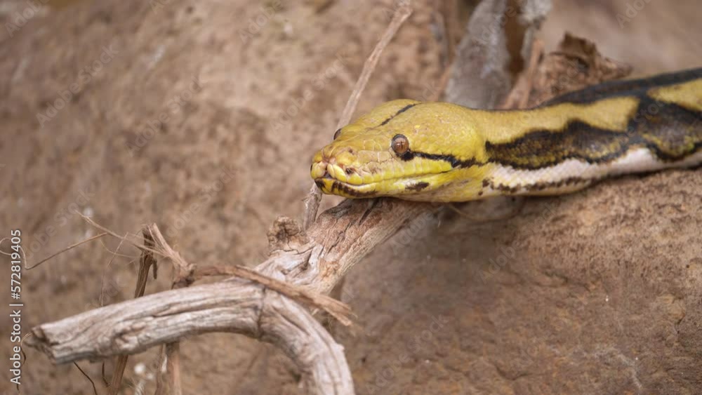 Poster close up of reticulated python flicking its forked tongue.