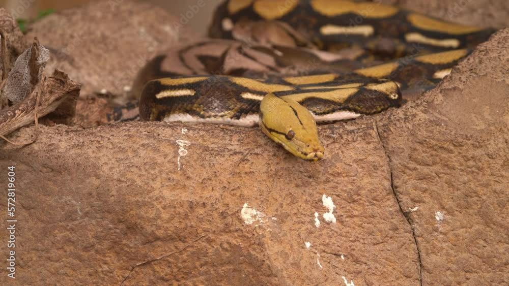 Poster reticulated python (malayopython reticulatus) in southeast asia. zoom in