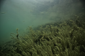 underwater landscape green algae background abstract water