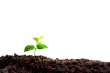 small tree on isolated on transparent background. planted with green earth and earth day concept. a...
