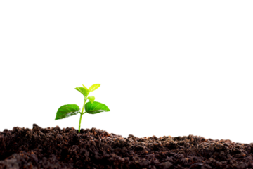 small tree on isolated on transparent background. planted with green earth and earth day concept. a planted tree seedling, forest conservation concept.Environment, Young green plant. 