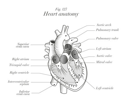 anatomical chart of a human heart, interior view, engraving modern style, with caption